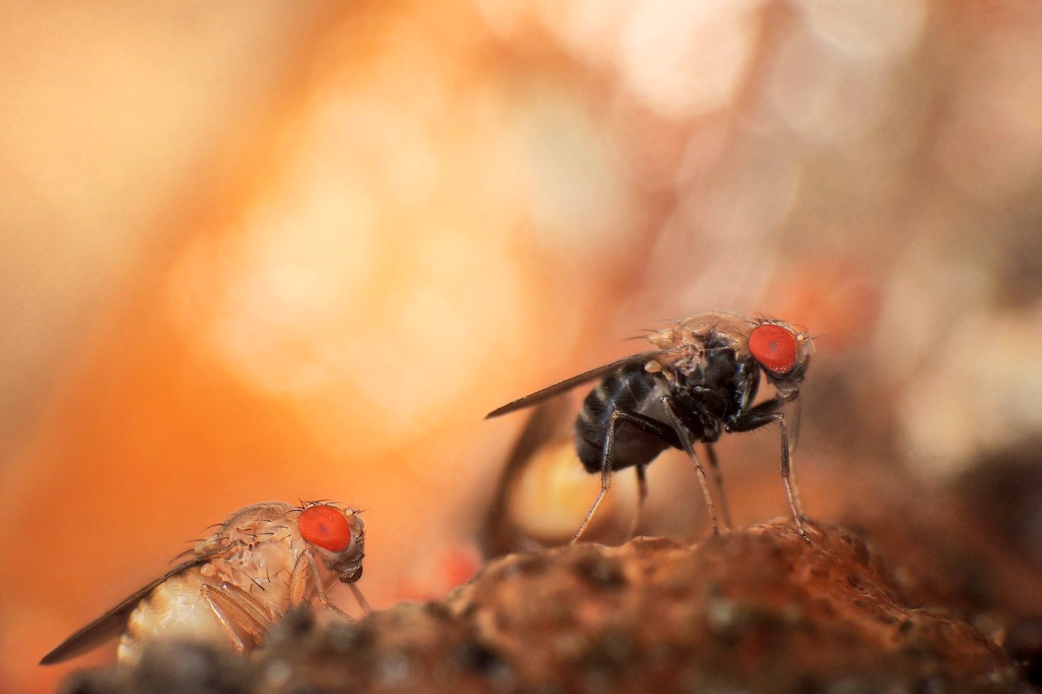 Reconnaître un nid de mouches dans la maison