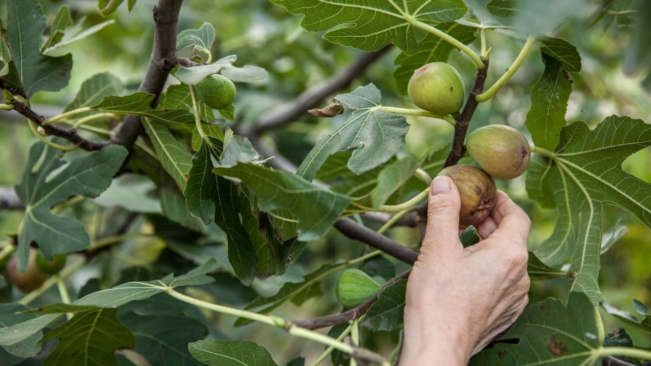 Tailler les figuiers