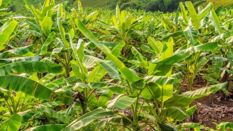 Faire pousser un bananier sans graine