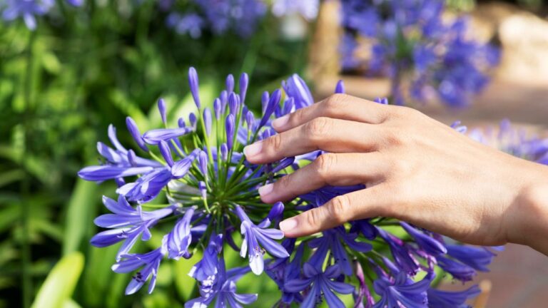 Couper les feuilles des agapanthes
