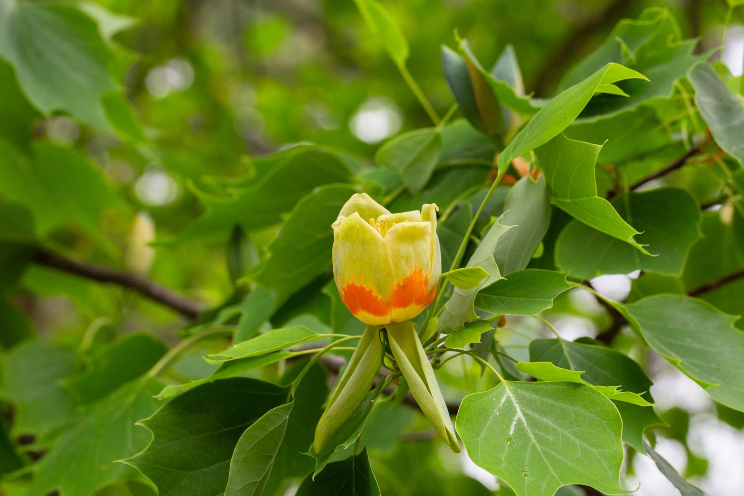 Tulipier de Virginie