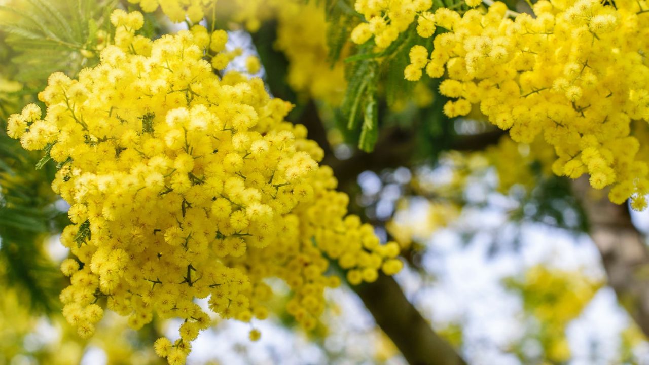 Les racines de mimosa