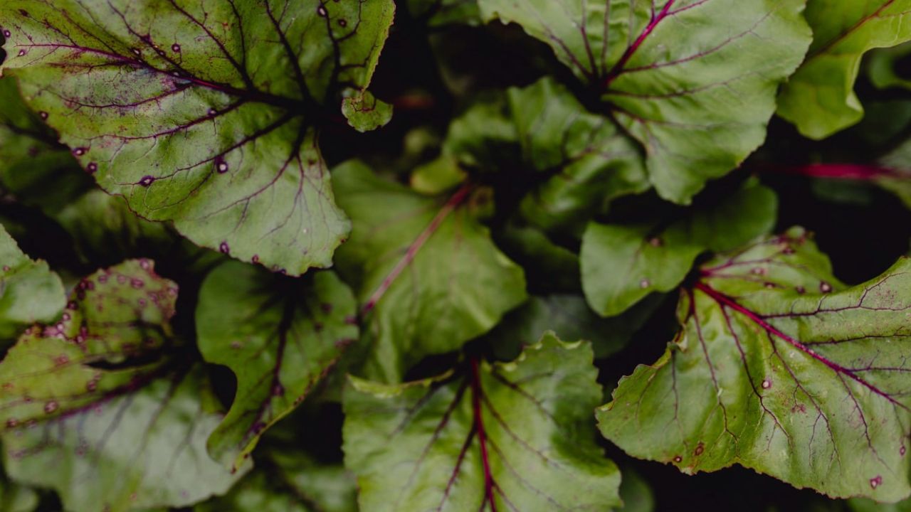 Feuilles de rhubarbe