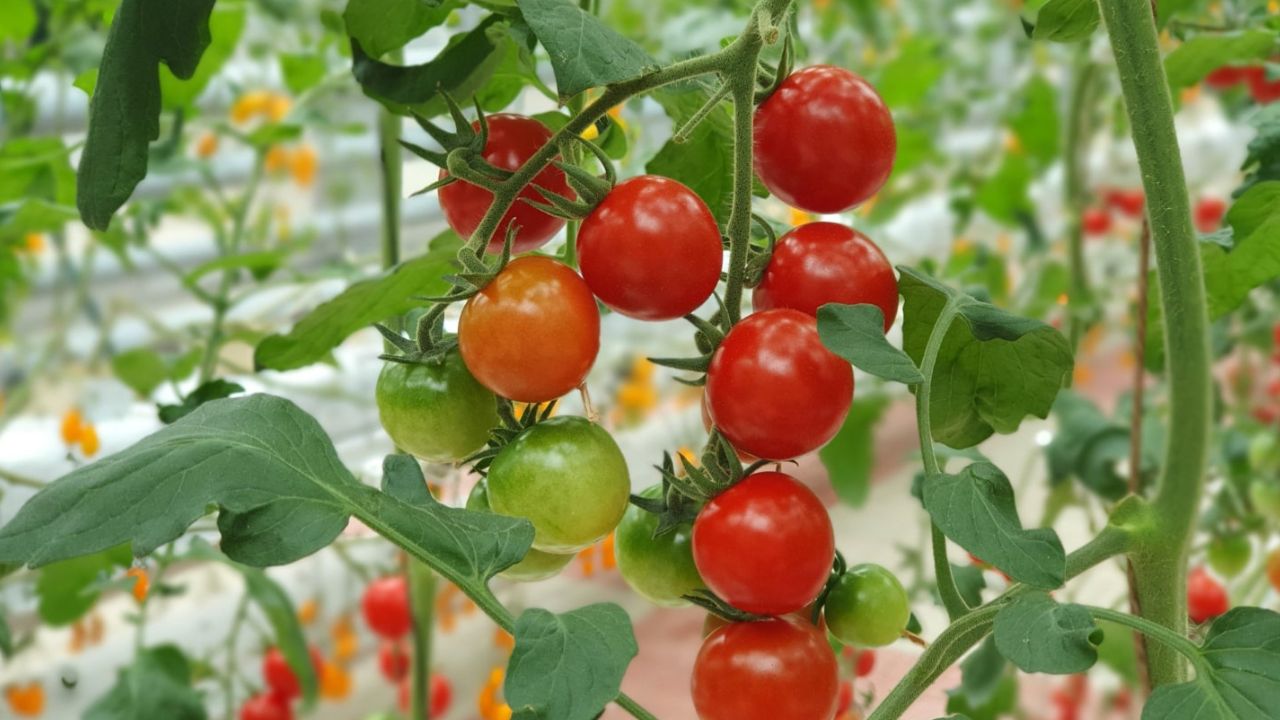 Tomates