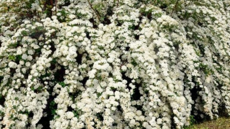 Arbuste à fleurs blanches