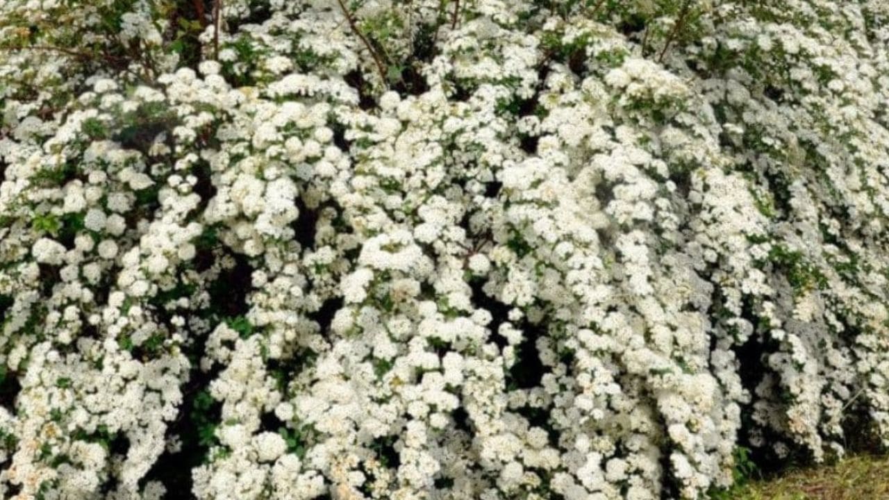 Arbuste à fleurs blanches