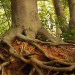 Les racines d'arbres