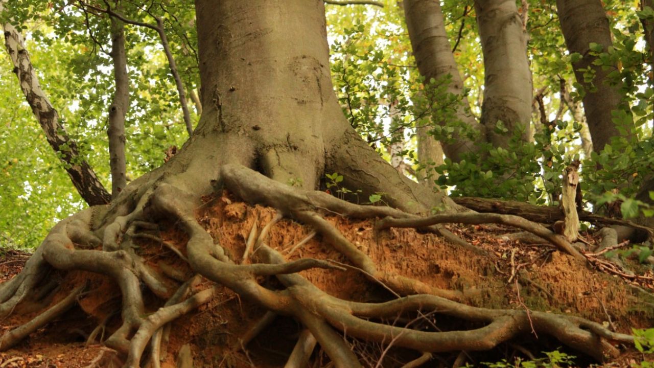 Les racines d'arbres