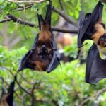 Chauve-souris