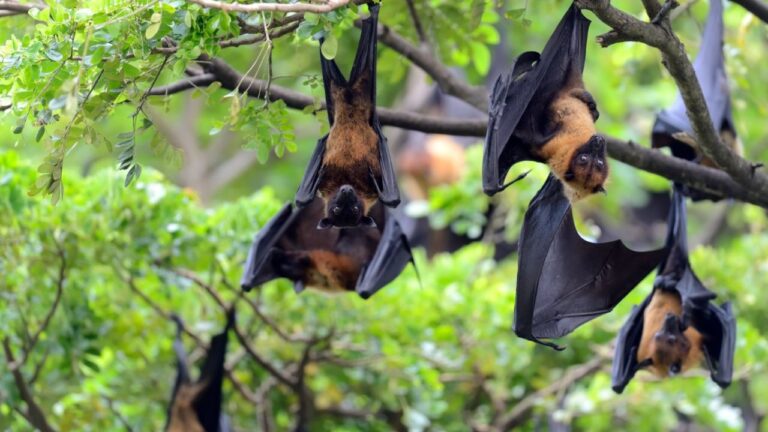 Chauve-souris