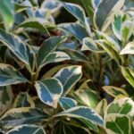 Tailler un ficus