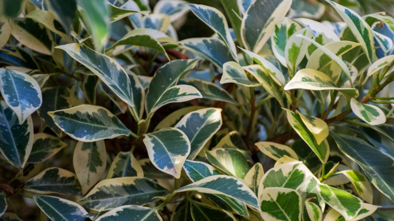 Tailler un ficus