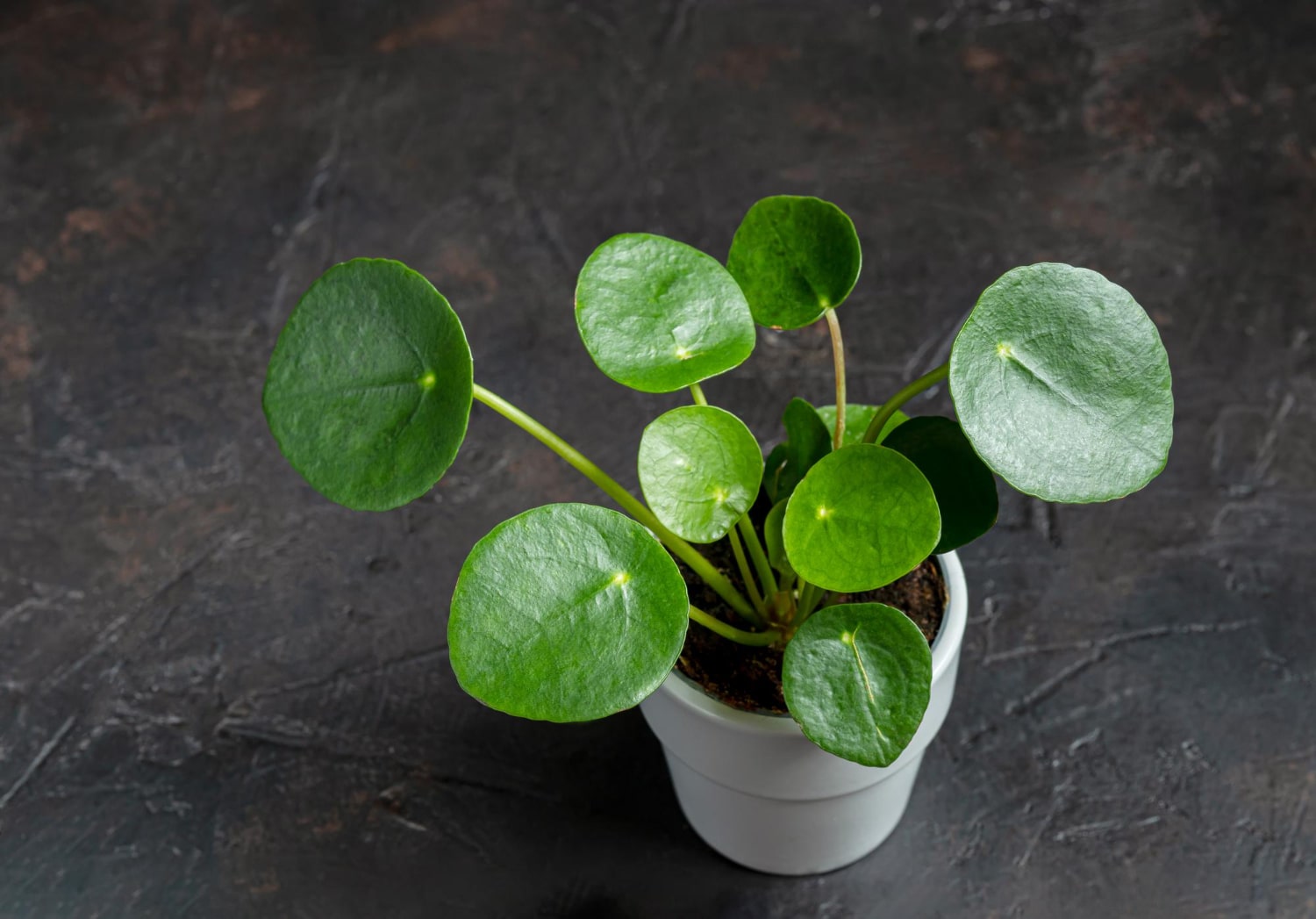 Pilea