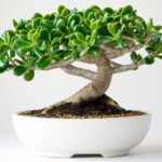 Arbre de jade
