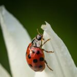 Coccinelle