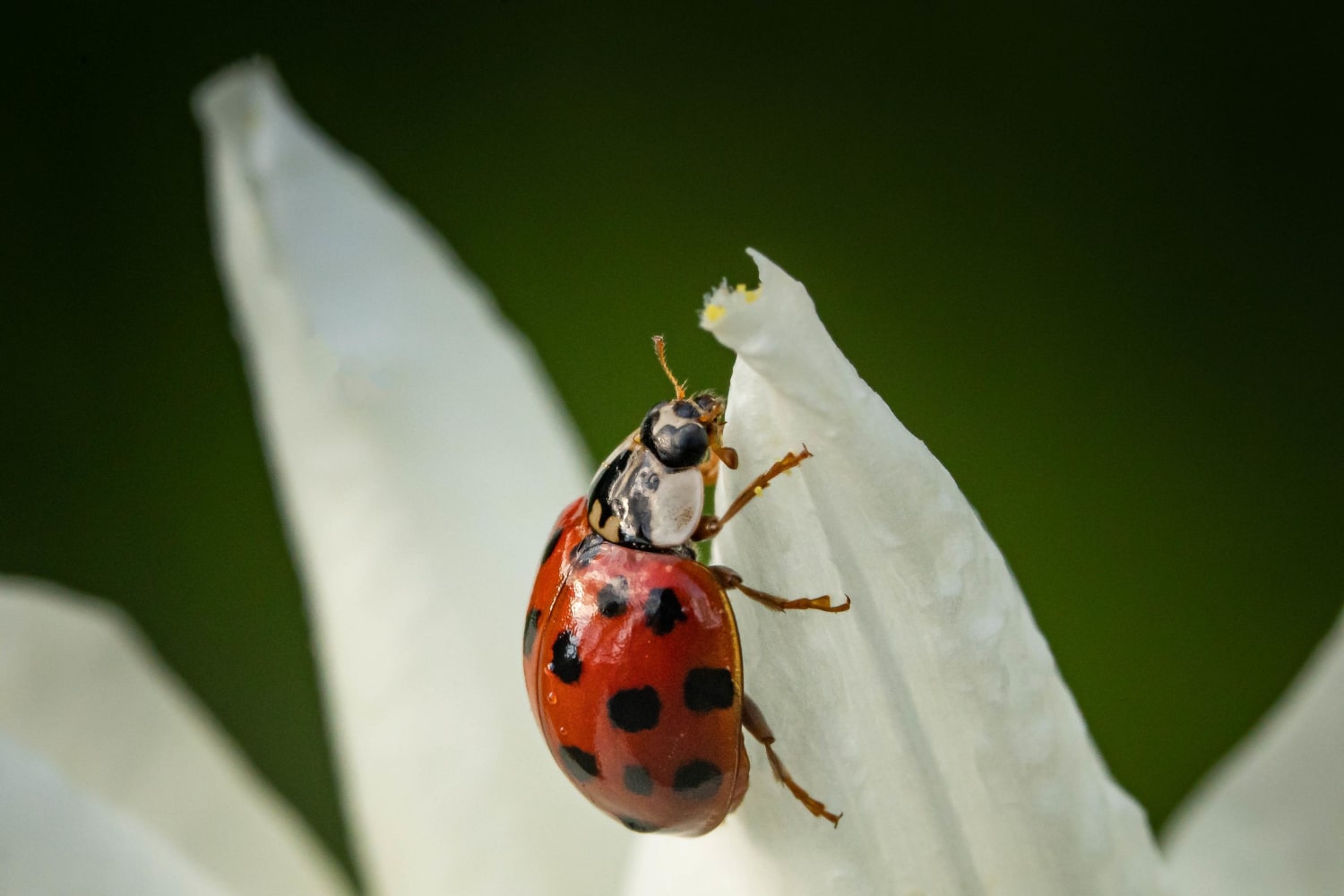 Coccinelle