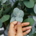 Eucalyptus gunnii