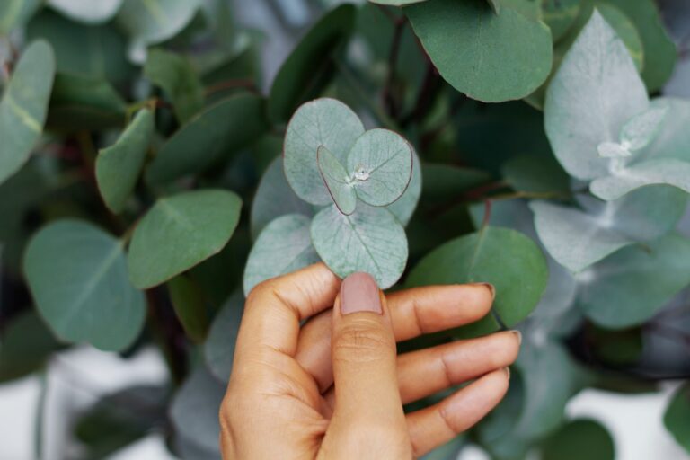 Eucalyptus gunnii