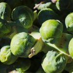 Planter les choux de Bruxelles
