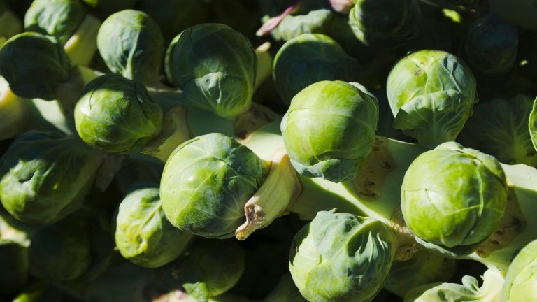 Planter les choux de Bruxelles