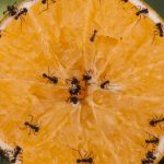 Anti-fourmis naturel