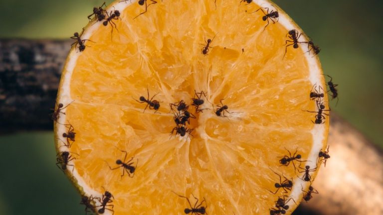 Anti-fourmis naturel
