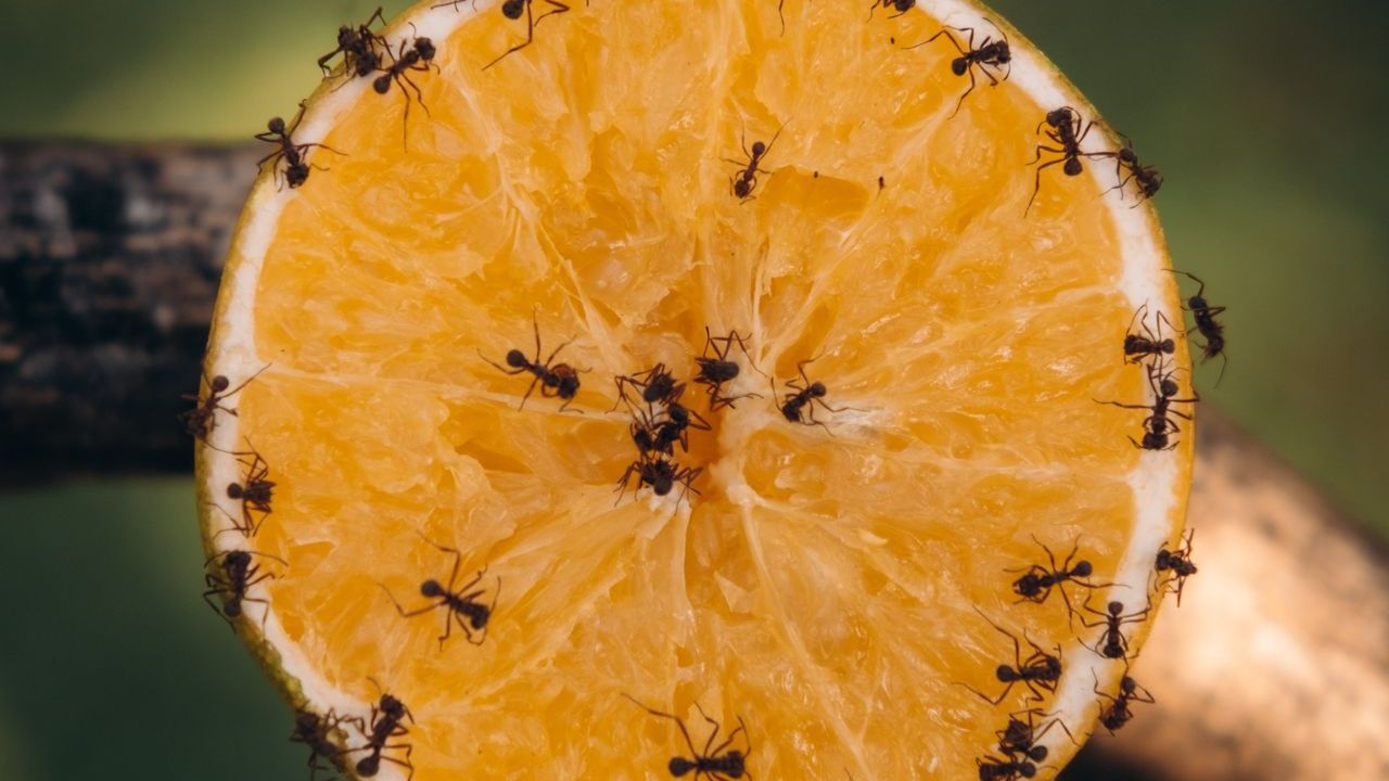 Anti-fourmis naturel