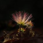 Albizia qui ne fleurit pas