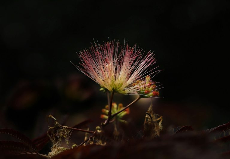 Albizia qui ne fleurit pas