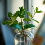 Bouture de menthe