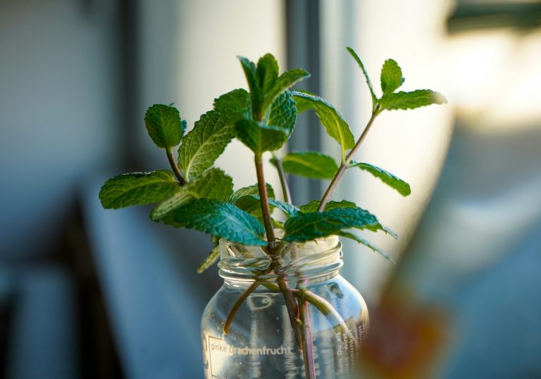 Bouture de menthe