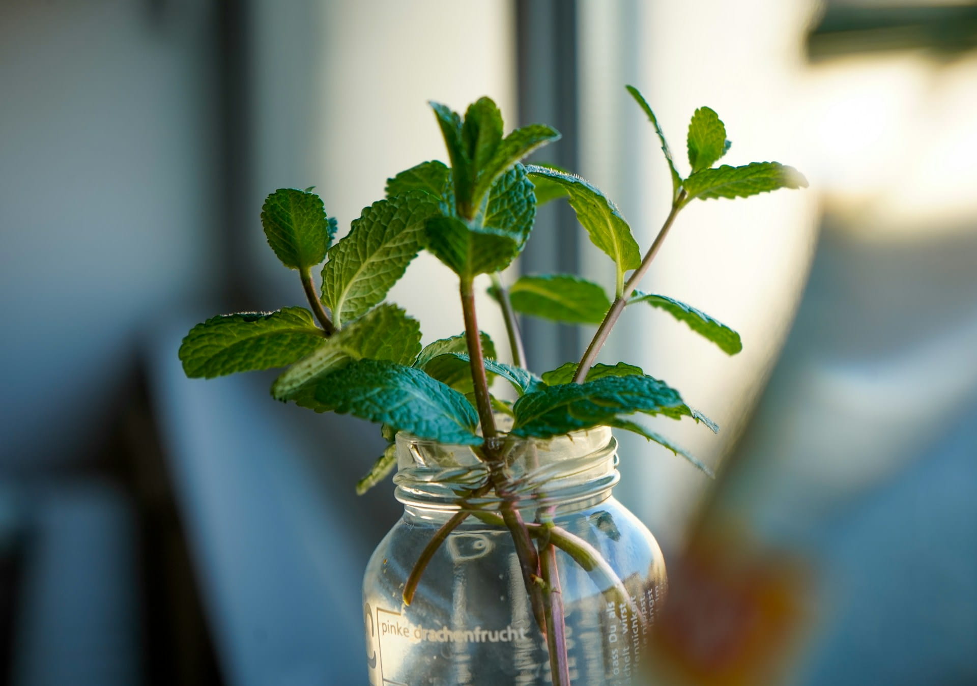 Bouture de menthe